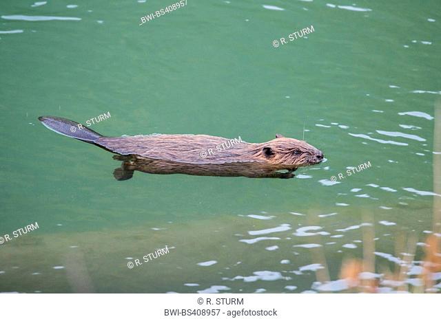 Eurasian beaver, European beaver (Castor fiber), juvenile floating on the water, Austria, Tyrol