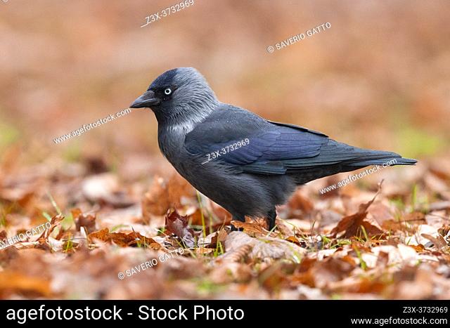 Western Jackdaw (Coloeus monedula), side view of an adult standing on the ground, Mazovian Voivodeship, Poland