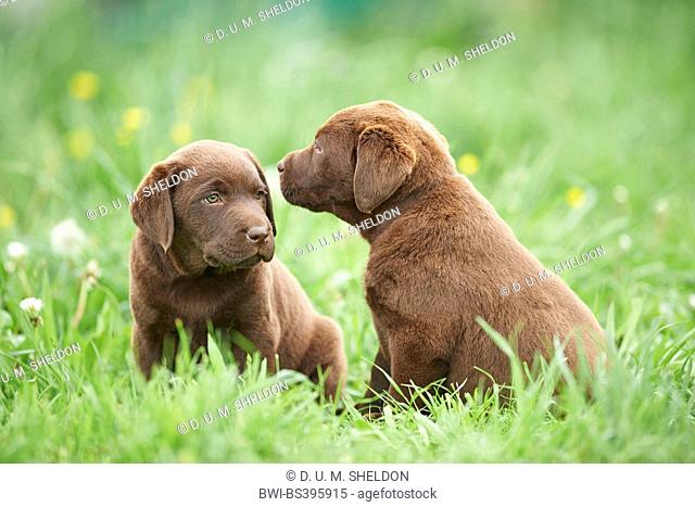 Labrador Retriever (Canis lupus f. familiaris), two whelps in a meadow, Germany