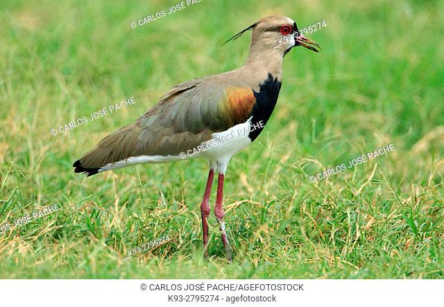 Southern lapwing (Vanellus chilensis). Costa Rica