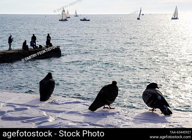 RUSSIA, SOCHI - DECEMBER 3, 2023: Pigeons are seen on the Mayak beach by the Black Sea. According to the website of the Sochi administration