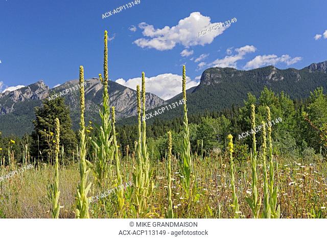 Common mullein (Verbascum thapsus), Near Invermere, British Columbia, Canada
