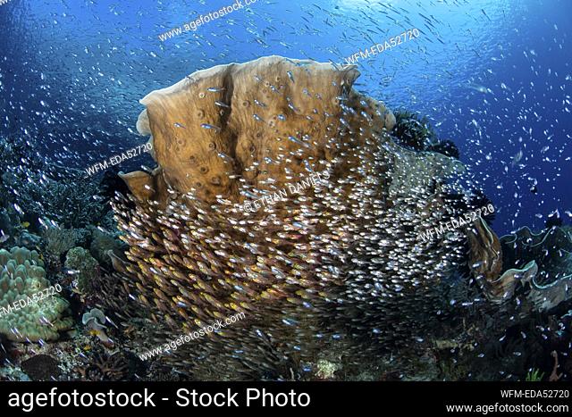 Coralfish schooling around Corals, Parapriacanthus ransonneti, Raja Ampat, West Papua, Indonesia