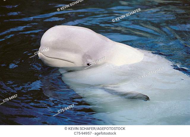 Beluga (Delphinapterus leucas). Arctic