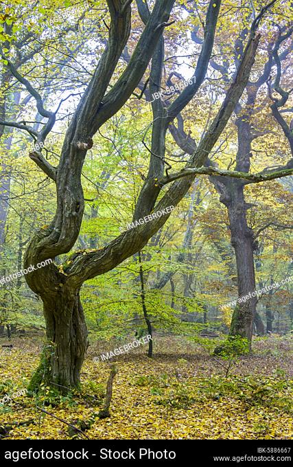 Autumn in the jungle Baumweg, forest, hut forest, tree, Lower Saxony State Forest, Oldenburg Münsterland, Emstek, Lower Saxony, Germany, Europe