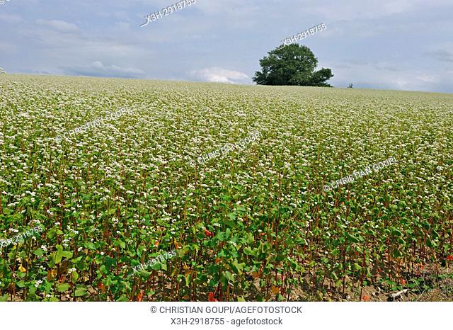 blossoming buckwheat field, Puy-de-Dome department, Auvergne-Rhone-Alpes region, France, Europe