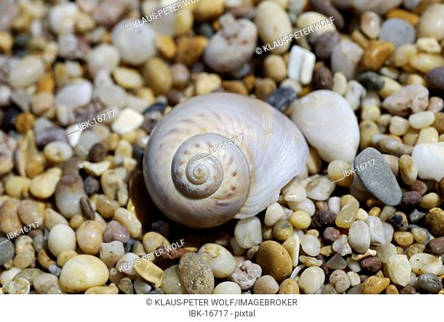 ||snail-shell on pebbles the beach at Slapton Sands South Devon England
