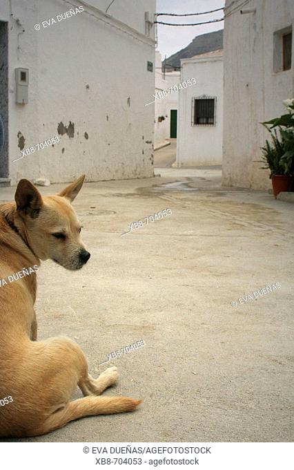 Dog in Rodalquilar, Almeria, Spain