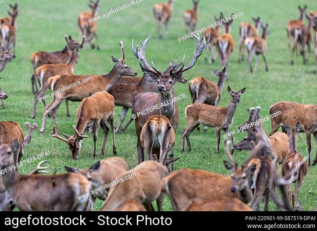 31 August 2022, Bavaria, Eslarn: The wild deer (Cervus elaphus) stands amidst its herd in the Pfrentsch game preserve from the Bavarian Pfrentschweiher state...