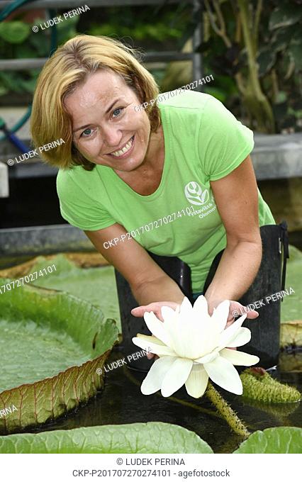 The extraordinarily large flower of the tropical water lily Victoria cruziana, the largest species of water lily in the world