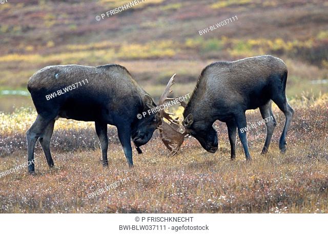 Alaska moose, Tundra moose, Yukon moose Alces alces gigas, fighting bulls, rutting season, USA, Alaska, Denali NP