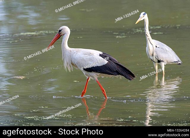 White stork and gray heron foraging in a pond, June, Hesse, Germany