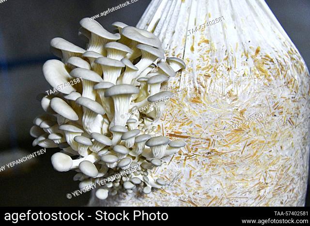 RUSSIA, NERCHINSK - FEBRUARY 17, 2023: Oyster mushrooms grown in a greenhouse at penal colony No 1 of the Transbaikal Territory Branch of the Russian Federal...