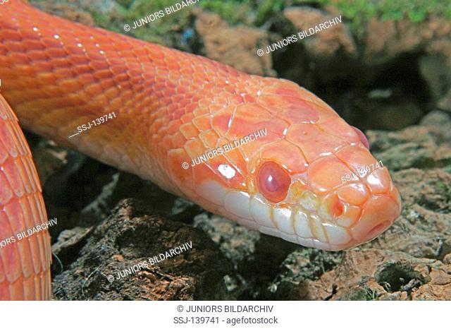 corn snake / Pantherophis guttatus restriction: NUR Kornnattern-Ratgeber / ONLY corn snake guidebooks