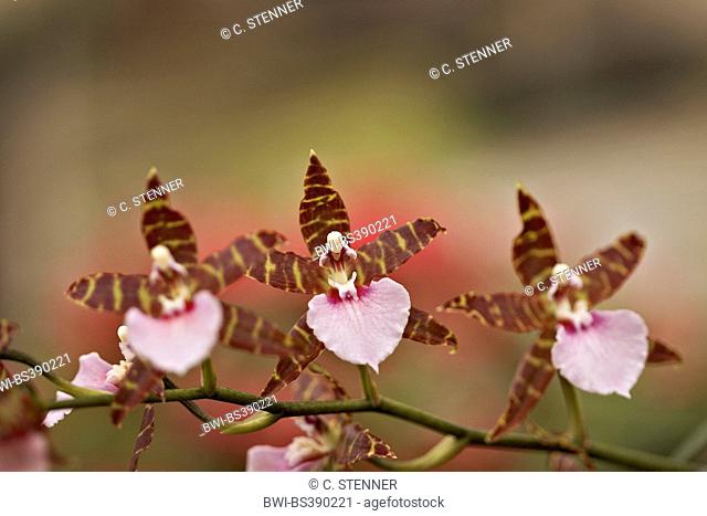 Miltonia orchid (Miltonia spec.), inflorescence, Miltonia Bastian Widmer x Miltonia Bluntii var lubbersiana
