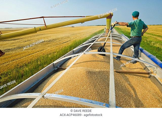 An auger loads wheat into a farm truck during the harvest, near Lorette, Manitoba, Canada