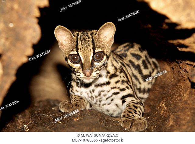 MARGAY - sitting (Leopardus wiedii)