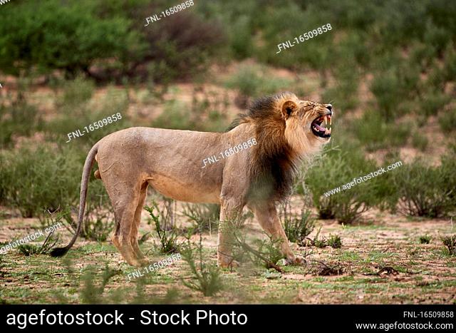 Lion, Kgalagadi Transfrontier National Park, Botswana, South Africa, Africa