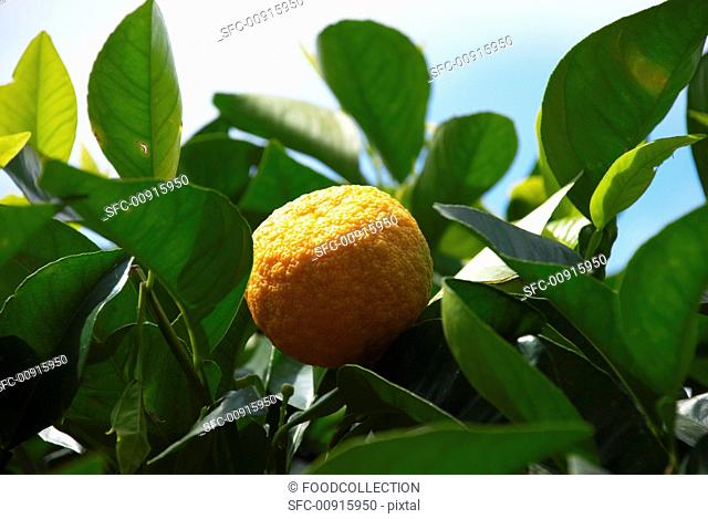 Mandarins on a tree close-up