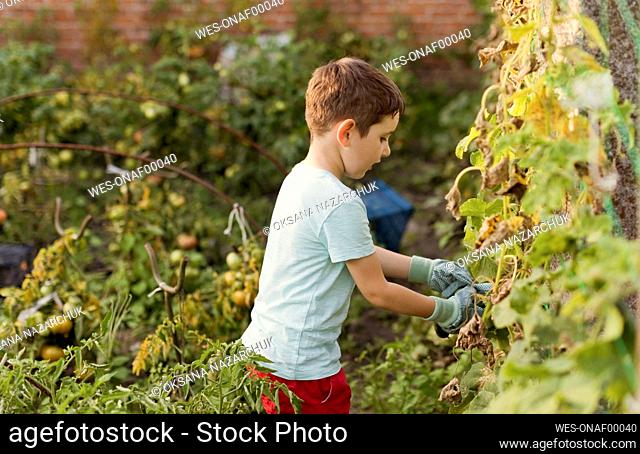 Boy working in vegetable garden