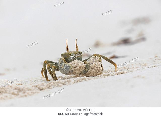 Horn eyed ghost crab, Bird island, Seychelles, Ocypode ceratophthalmus
