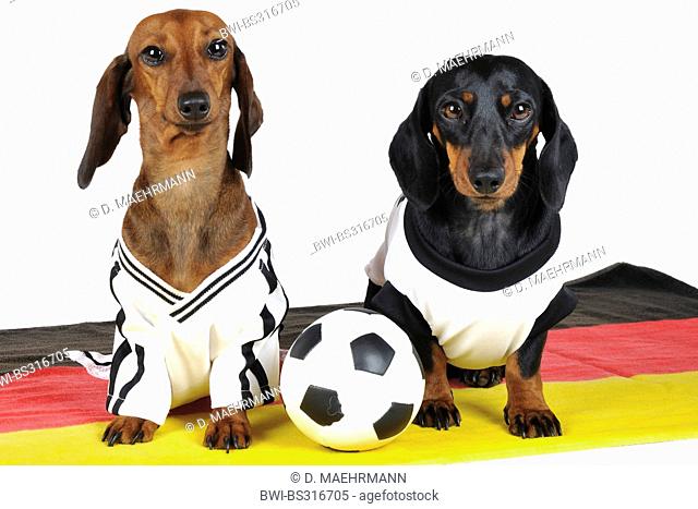 Short-haired Dachshund, Short-haired sausage dog, domestic dog (Canis lupus f. familiaris), two shorthaired dachshunds wearing football shirts with a football...
