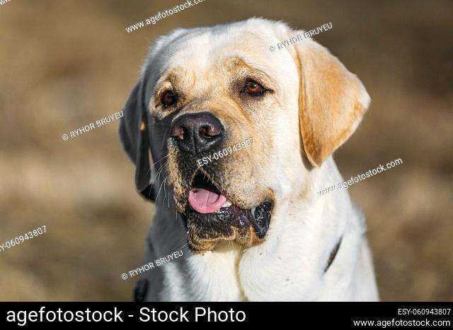 Close Up Beautiful White Labrador Retriever Lab Dog Outdoor In Autumn