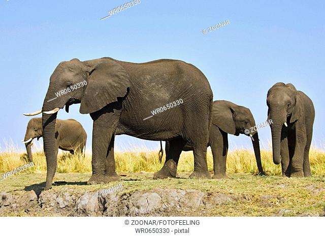 Afrikanische Elefanten Loxodonta africana am Chobe Fluss, Chobe National Park, Botswana, Afrika, African Elephants at Chobe River, Africa