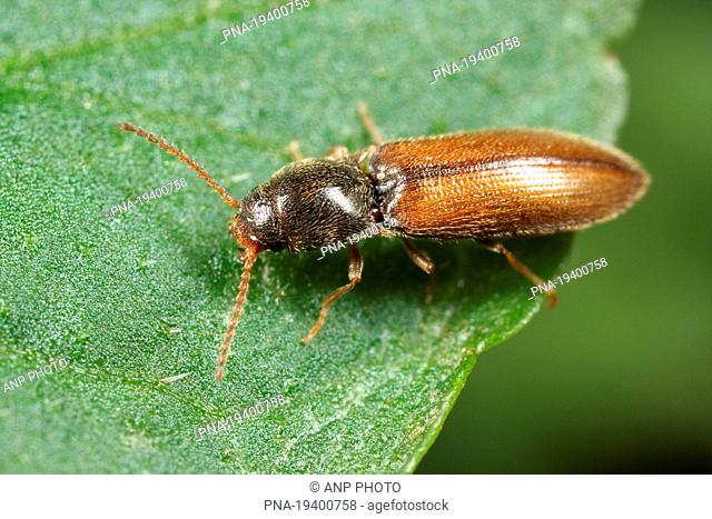 click beetle Agriotes pallidulus - De Geelders, Schijndel, Meierij, North Brabant, The Netherlands, Holland, Europe