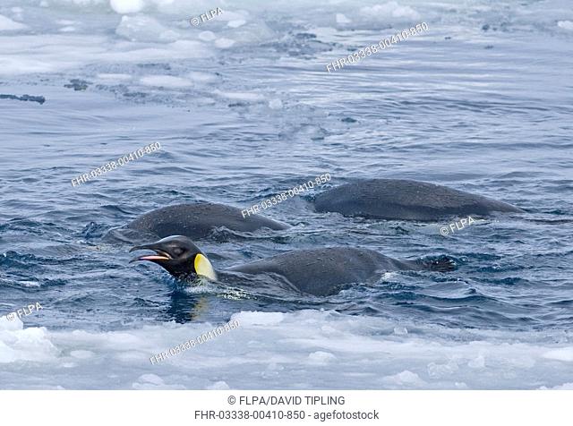 Emperor Penguin Aptenodytes forsteri adults, feeding, swimming at ice edge, Snow Hill Island, Weddell Sea, Antarctica