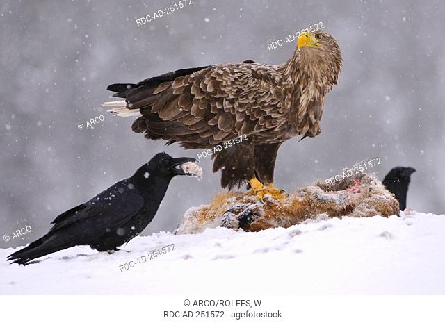 Raven and White-tailed Sea Eagel at Red Fox carcass Norway Corvus corax Haliaeetus albicilla
