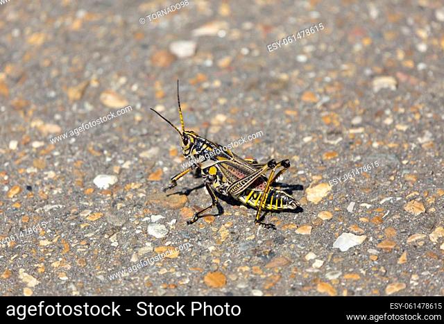 Adult eastern lubber grasshopper (Romalea guttata) on cement