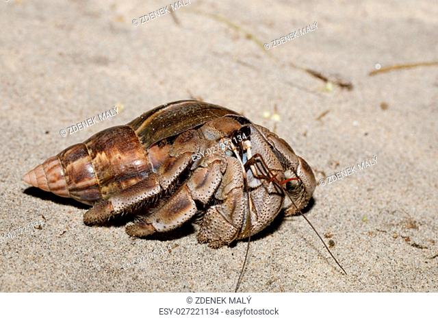 Close up of a big hermit crab with snail shell in natural habitat Farankaraina National Park rainforest, Madagascar wildlife and wilderness