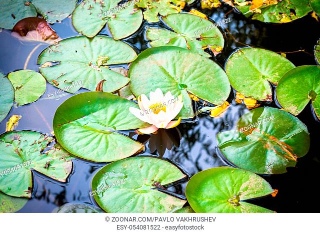 White flower lily with gren leaves in the pond