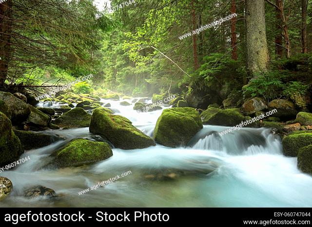 Forest stream flowing down from the mountains, Zakopane, Poland