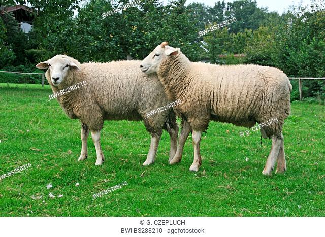 domestic sheep (Ovis ammon f. aries), two sheep in a pasture, Germany, North Rhine-Westphalia