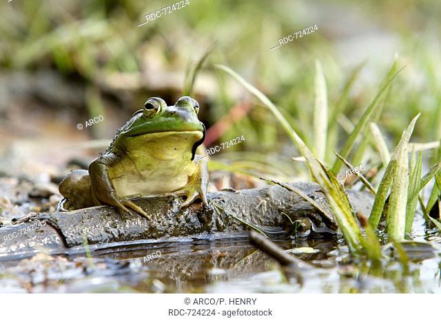 Bullfrog sitting on branch, Rana catesbeiana, Quebec, Canada