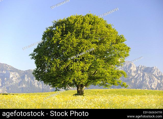 single big beech tree in meadow at springtime
