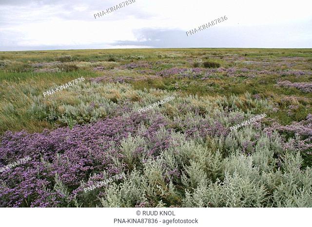 Common Sea-lavender Limonium vulgare - Rottum, Rottumeroog, Wadden Islands, Groningen, The Netherlands, Holland, Europe