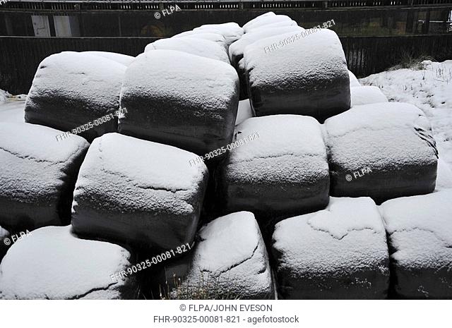 Stack of plastic wrapped silage bales, covered with snow, England, winter
