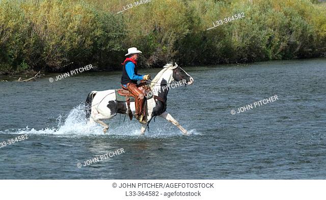 Cowboy on Pinto horse crossing river. Montana. USA