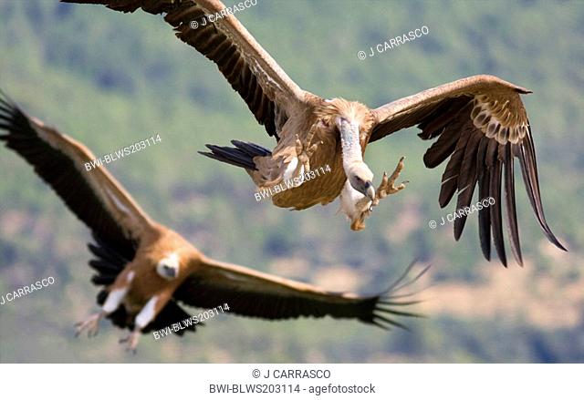 griffon vulture Gyps fulvus, in flight, preparing to land, Spain, Castellon, Sierra Espadan natural park