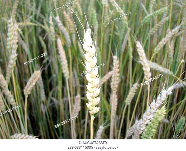 Wheat ears-close-up in special lighting condition
