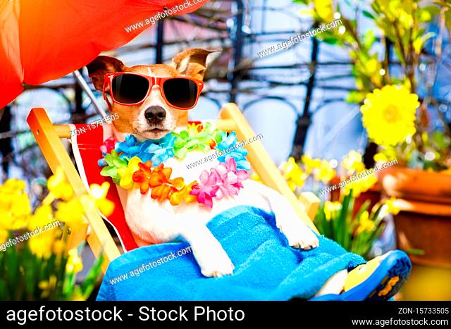 jack russell dog relaxing on a fancy red hammock with sunglasses in summer or spring vacation holidays under umbrella on balcony at the terrace