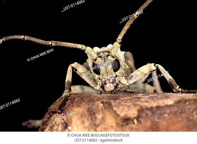 Long horned beetle. Image taken at Semengok Wildlife Centre, Sarawak, Malaysia