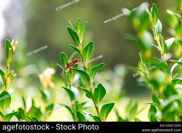 brauner Blatthornkäfer grabbelt im Buchsbaum - Ungeziefer