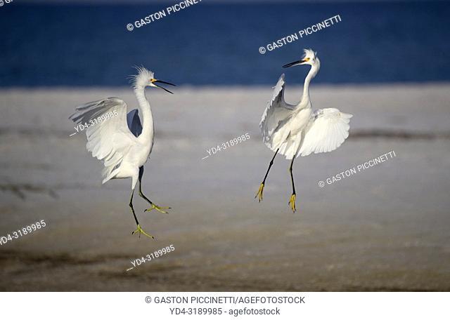 White heron (Ardea alba), fighting, Siesta Key, Sarasota, Florida, USA.