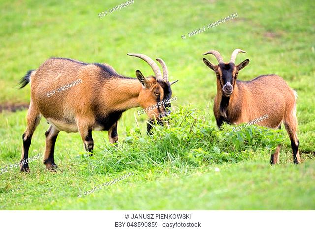 Goats in a clearing in the wild