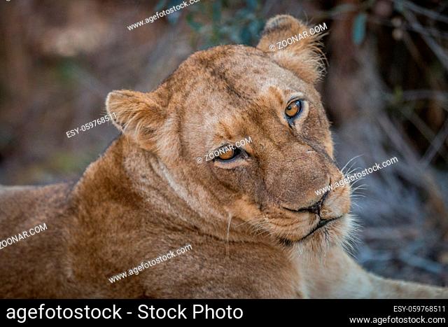 A Lion starring in the Kruger National Park, South Africa