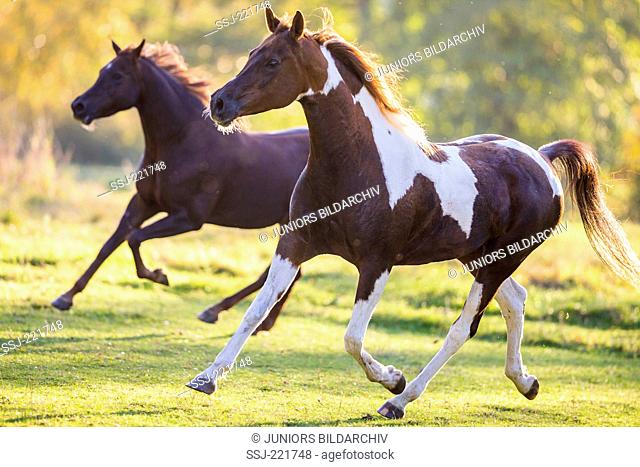 National Show Horse. Skewbald mare and Arabian horse trotting and galloping on a pasture. Germany